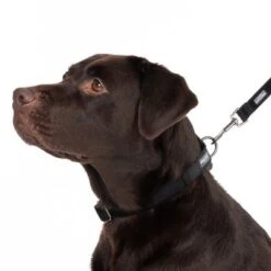 Collar Nomad Tales Blush ébano Para Perros -Mascota Tienda 324704 blush l fg 7241 2