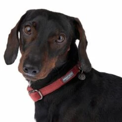 Collar Nomad Tales Blush Vino Para Perros 29 Collar Nomad Tales Blush Vino Para Perros -Mascota Tienda 324707 blush s fg 7010 1