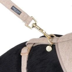 Correa Nomad Tales Calma Arena Para Perros -Mascota Tienda 324713 calma fg 7811 0