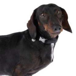 Collar Nomad Tales Blush ébano Para Perros -Mascota Tienda 324897 blush s fg 7023 5