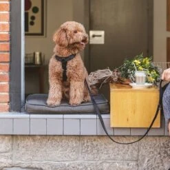 Correa Ajustable Nomad Tales Blush ébano Para Perros -Mascota Tienda 325396 325397 nomadtales blush hundeleine ebony hs 02 5