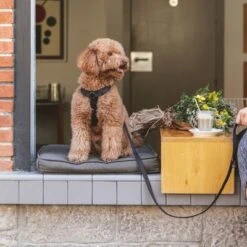 Arnés Nomad Tales Blush ébano Para Perros -Mascota Tienda 325399 nomad tales blush geschirr ebony 01 2