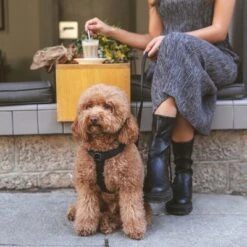 Arnés Nomad Tales Blush ébano Para Perros -Mascota Tienda 325399 nomad tales blush geschirr ebony 04 2