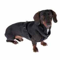 Arnés Nomad Tales Blush ébano Para Perros -Mascota Tienda 325401 blush s fg 6954 3