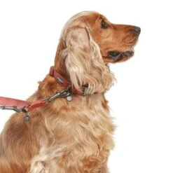 Correa Nomad Tales Blush Vino Para Perros 33 Correa Nomad Tales Blush Vino Para Perros -Mascota Tienda 325600 325601 nomadtales blush hundeleine rose hs 03 9