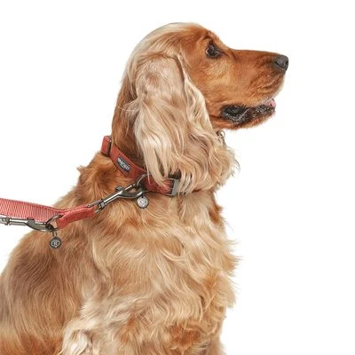 Correa Nomad Tales Blush Vino Para Perros 17 Correa Nomad Tales Blush Vino Para Perros - Imagen 15