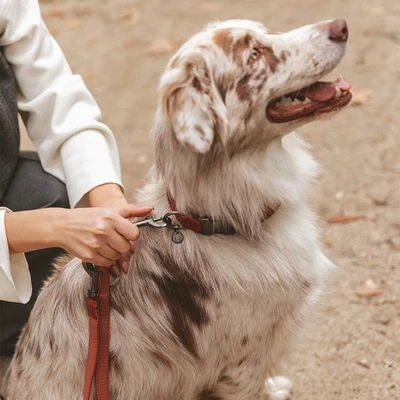 Correa Nomad Tales Blush Vino Para Perros 10 Correa Nomad Tales Blush Vino Para Perros - Imagen 8