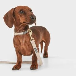 Correa Nomad Tales Calma Arena Para Perros -Mascota Tienda 326096 nomad tales calma hundeleine sand 120cm 03 3