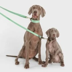 Collar Nomad Tales Bloom Menta Para Perros -Mascota Tienda 326798 nomad tales bloom halsband mint 02 9 1