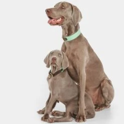 Collar Nomad Tales Bloom Menta Para Perros -Mascota Tienda 326798 nomad tales bloom halsband mint 03 7