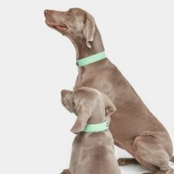 Collar Nomad Tales Bloom Menta Para Perros -Mascota Tienda 326798 nomad tales bloom halsband mint 05 8