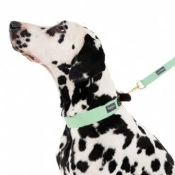 Correa Nomad Tales Bloom Menta Para Perros 25 Correa Nomad Tales Bloom Menta Para Perros -Mascota Tienda 326801 328199 bloom l fg 7561 0