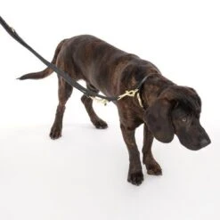 Collar Nomad Tales Calma ébano Para Perros -Mascota Tienda 326805 calma l ebony fg 7938 1