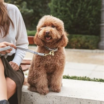 Collar Nomad Tales Calma Piedra Para Perros 15 Collar Nomad Tales Calma Piedra Para Perros - Imagen 13