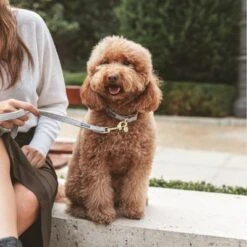 Correa Nomad Tales Calma Piedra Para Perros -Mascota Tienda 326806 326197 nomad tales calma halsband stone 04 2