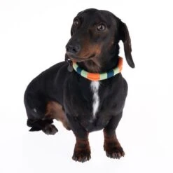 Collar Nomad Tales Spirit Mandarina Para Perros 21 Collar Nomad Tales Spirit Mandarina Para Perros -Mascota Tienda 328796 spirit xs fg 7642 9