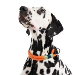 Collar Nomad Tales Spirit Mandarina Para Perros 22 Collar Nomad Tales Spirit Mandarina Para Perros -Mascota Tienda 328997 spirit l fg 7427 6
