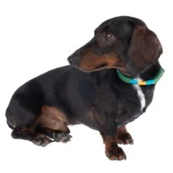 Collar Nomad Tales Spirit Pino Para Perros -Mascota Tienda 328999 spirit xs fg 7737 6