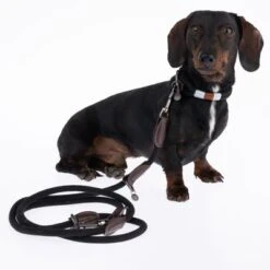 Collar Nomad Tales Spirit ébano Para Perros -Mascota Tienda 329001 329396 spirit xs fg 7728 6