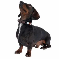 Collar Nomad Tales Spirit ébano Para Perros -Mascota Tienda 329001 spirit xs fg 7711 1