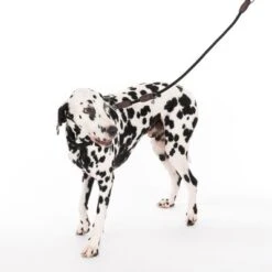 Correa Ajustable Nomad Tales Spirit ébano Para Perros -Mascota Tienda 329004 329396 spirit l fg 7513 2