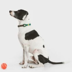 Collar Nomad Tales Spirit Pino Para Perros -Mascota Tienda 329007 nomad tales spirit leinen halsbaender 02 9