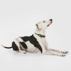 Collar Nomad Tales Spirit Pino Para Perros -Mascota Tienda 329007 nomad tales spirit leinen halsbaender 03 8