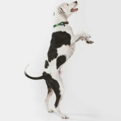 Collar Nomad Tales Spirit Pino Para Perros -Mascota Tienda 329007 nomad tales spirit leinen halsbaender 04 8