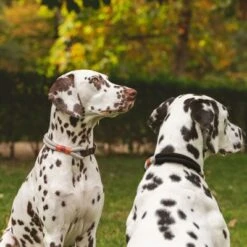 Collar Nomad Tales Spirit ébano Para Perros -Mascota Tienda 329197 nomad tales spirit halsband stone 02 7 1