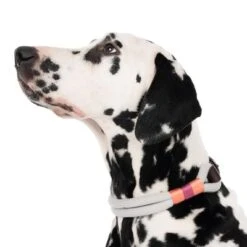 Collar Nomad Tales Spirit Piedra Para Perros 19 Collar Nomad Tales Spirit Piedra Para Perros -Mascota Tienda 329296 spirit l fg 7484 4