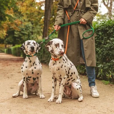 Collar Nomad Tales Spirit Mandarina Para Perros 17 Collar Nomad Tales Spirit Mandarina Para Perros - Imagen 15