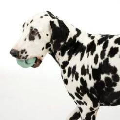 Pelota Portasnacks Nomad Tales Bloom Snack Roller Juguete Para Perros -Mascota Tienda 333015 rolling snack roll fg 0570 7