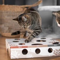 Canadian Cat Company MagicBox Juego De Inteligencia Para Gatos -Mascota Tienda 346599 canadiancat company intelligenzspielzeug magicbox hs 18 2