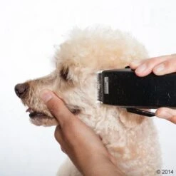 Máquina Cortapelo Moser Rex 22 Máquina Cortapelo Moser Rex -Mascota Tienda 465375 schermaschine moser rex 05 2