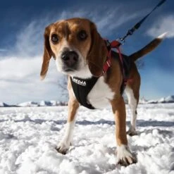 Arnés De Canicross NEEWA Running Rojo Para Perros -Mascota Tienda 505648 hs neewa running harness rot hund 4