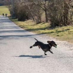 Zapatos Para Perros S & P Boots 27 Zapatos Para Perros S & P Boots -Mascota Tienda 52149 hundeschuhe xs fg 0890 4