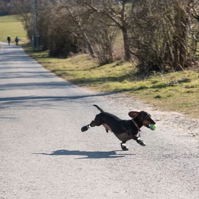 Zapatos Para Perros S & P Boots 15 Zapatos Para Perros S & P Boots - Imagen 13
