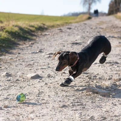 Zapatos Para Perros S & P Boots 6 Zapatos Para Perros S & P Boots - Imagen 4