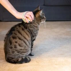 Kooa Cepillo Masajeador Para Gatos 23 Kooa Cepillo Masajeador Para Gatos -Mascota Tienda 62207 21 kooa haustierbuerste hpc2208 1000x 5