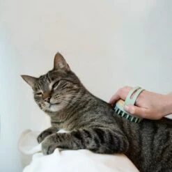 Kooa Cepillo Masajeador Para Gatos 20 Kooa Cepillo Masajeador Para Gatos -Mascota Tienda 62207 22 kooa haustierbuerste hpc2208 1000x 0