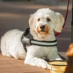 Julius K9 Arnés Julius-K9 IDC® Power Negro Para Perros -Mascota Tienda 65902 julius k9 idc powergeschirr schwarz hs10 7