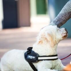 Julius K9 Arnés Julius-K9 IDC® Power Negro Para Perros -Mascota Tienda 65902 julius k9 idc powergeschirr schwarz hs8 3