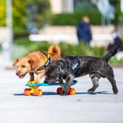 Julius K9 Arnés Julius-K9 IDC® Power Negro Para Perros -Mascota Tienda 65902 julius k9 idc powergeschirr schwarz hs9 9