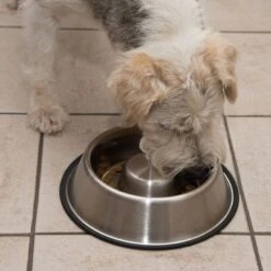 Comedero Antivoracidad De Acero Para Perros -Mascota Tienda 66523 antischlingnapf fg 0988 4