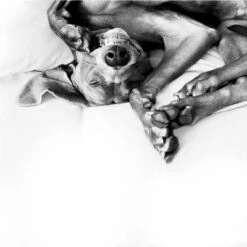 Difusor ADAPTIL® Calm Para Perros 24 Difusor ADAPTIL® Calm Para Perros -Mascota Tienda 73499 adaptiltransportspray hs 08 3