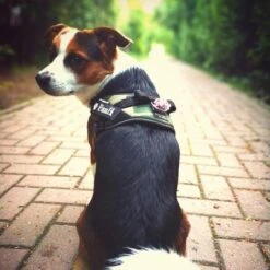 Julius K9 Arnés Julius-K9 IDC®-Power Camuflaje Para Perros -Mascota Tienda 73991 julius k9 idc powergeschirr camouflage hs6 9