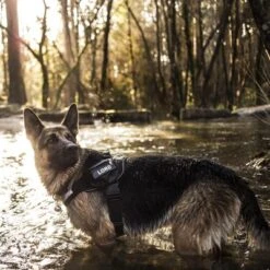 Julius K9 Arnés Julius-K9 IDC®-Power Camuflaje Para Perros -Mascota Tienda 74075 julius k9 idc powergeschirr camouflage 3 2