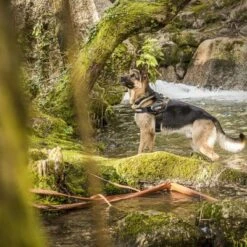 Julius K9 Arnés Julius-K9 IDC®-Power Camuflaje Para Perros -Mascota Tienda 74075 julius k9 idc powergeschirr camouflage 4 3