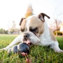 KONG Extreme Juguete Negro Para Perros -Mascota Tienda 74319 kongextremeschwarz hs 05 5