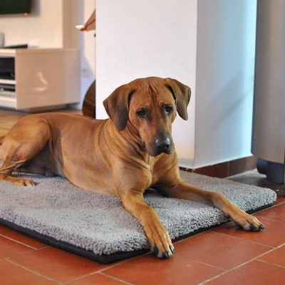 Colchón Ortopédico Pawz & Pepper Aurora 10 Colchón Ortopédico Pawz & Pepper Aurora - Imagen 8